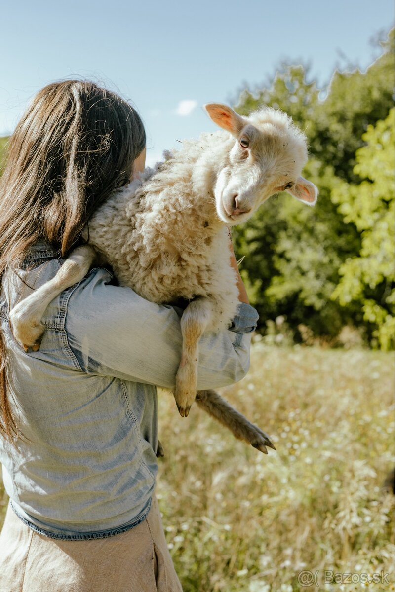 Predáme 3 po dohode kastrovanych mini baranov do chovu. - 7