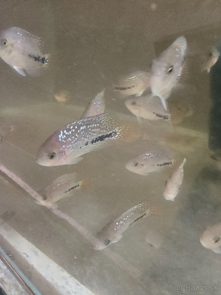 Vieja synspilum blue spotted - 7