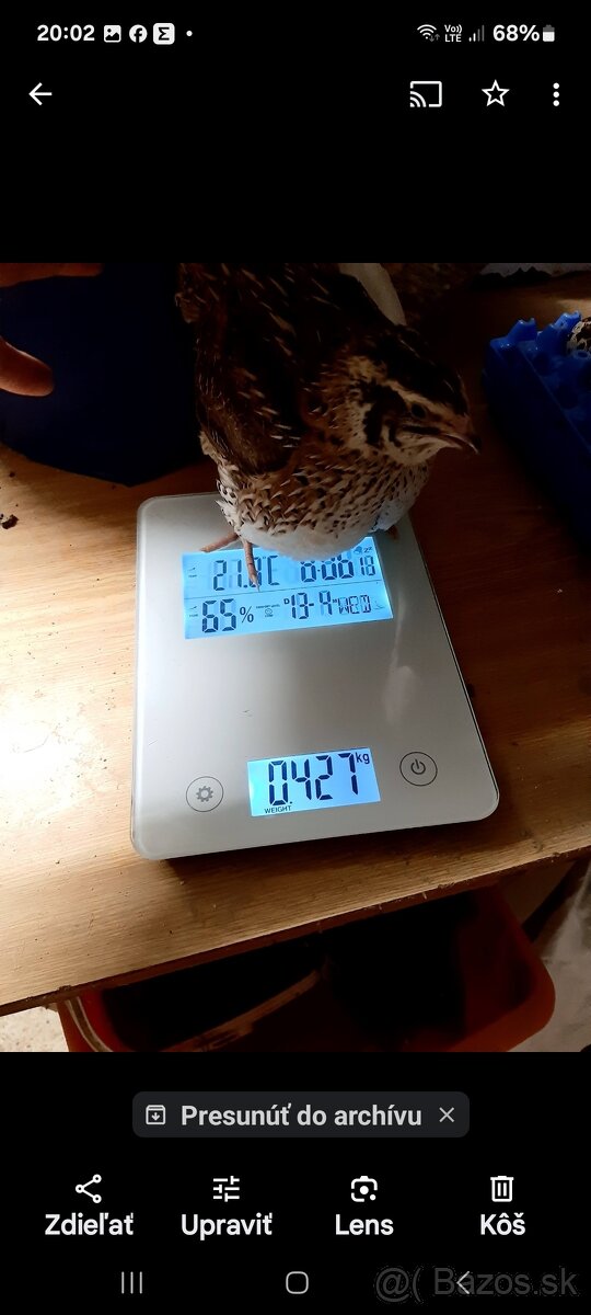 Japonské prepelice Faraon - 7