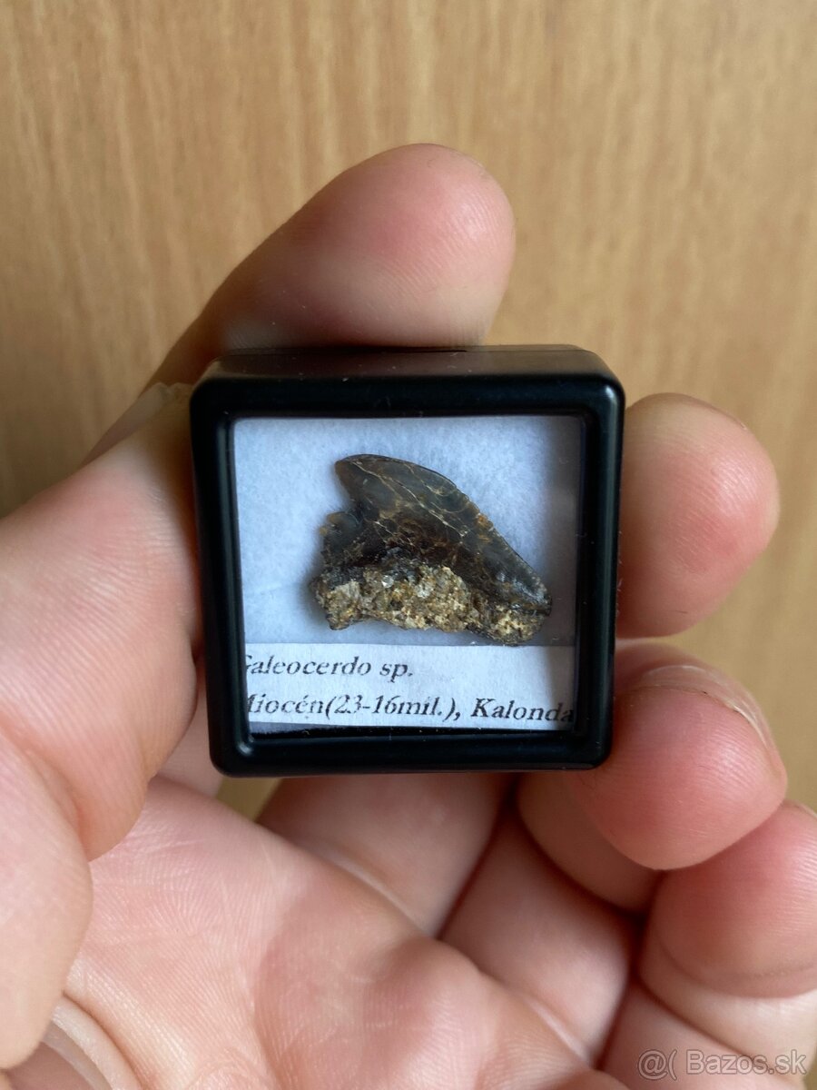 Fosílie žraločích zubov zo Slovenska - 7