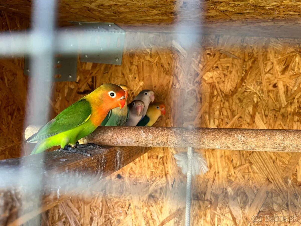 Andulky, korely, agapornis fischer - 7