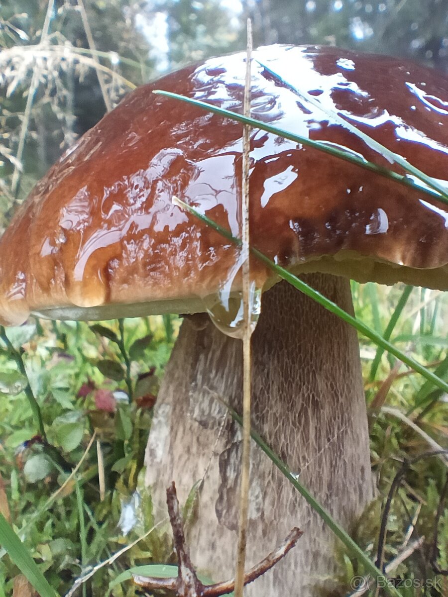 Predám sušené huby - 7