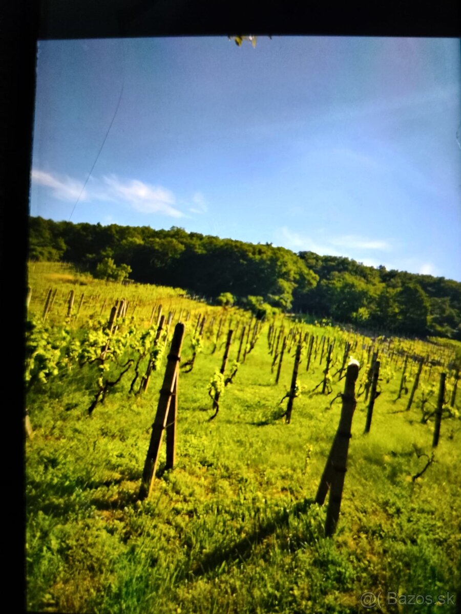 VINICA V TOKAJSKEJ OBLASTI - 7