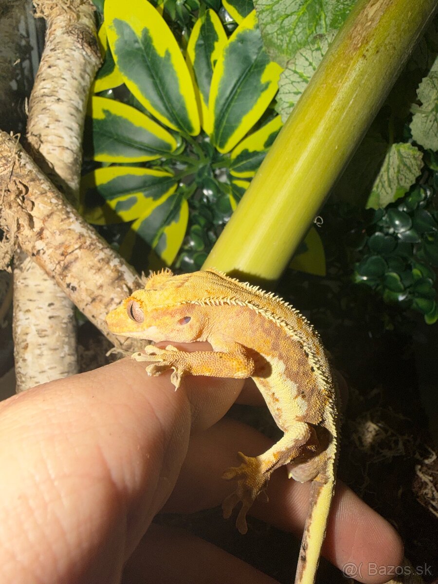 Terárium + Pagekon - 7