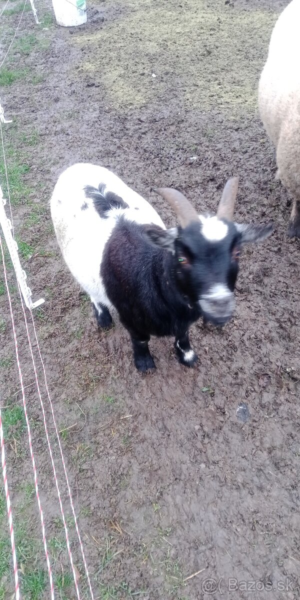 Holandský capko kastrovany 2 ročný - 7
