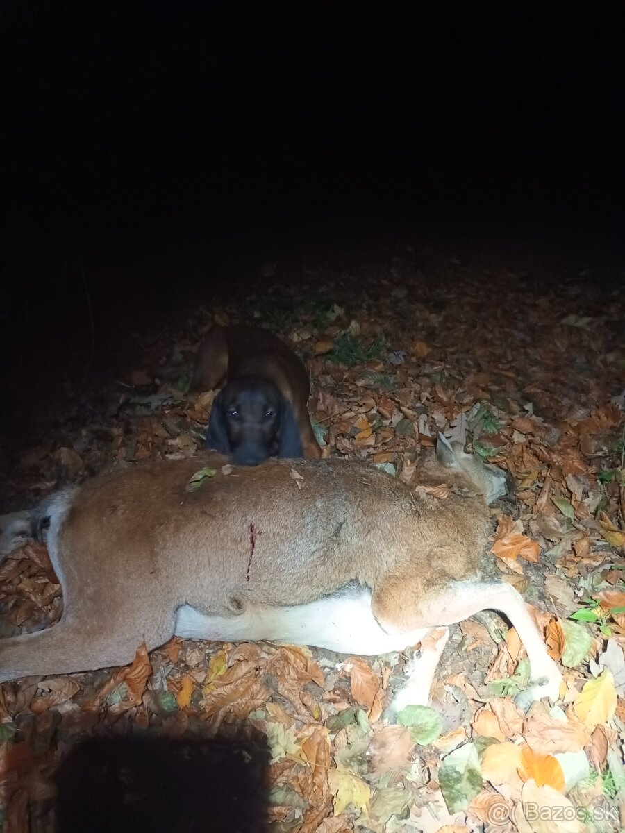 Bavorský farbiar - 7