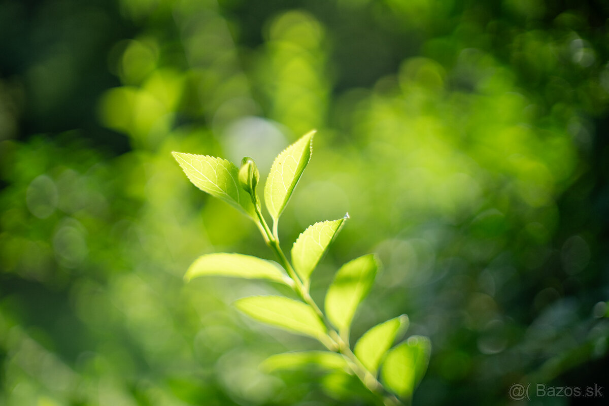 Objektív Nikon 1.4 / 50 mm - veľmi pekný stav - 7