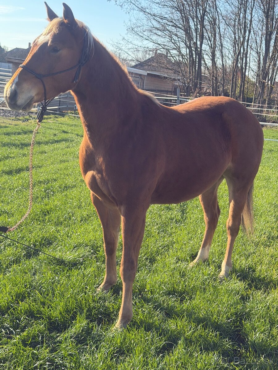 Predám QH žrebca - 7