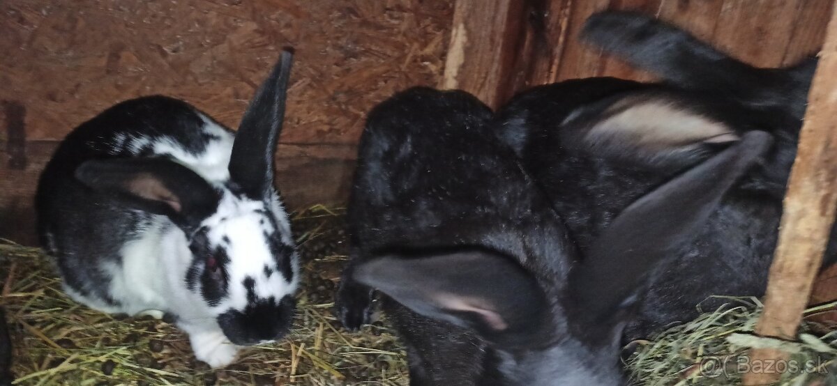 Predám králiky 4 mesačne - 7