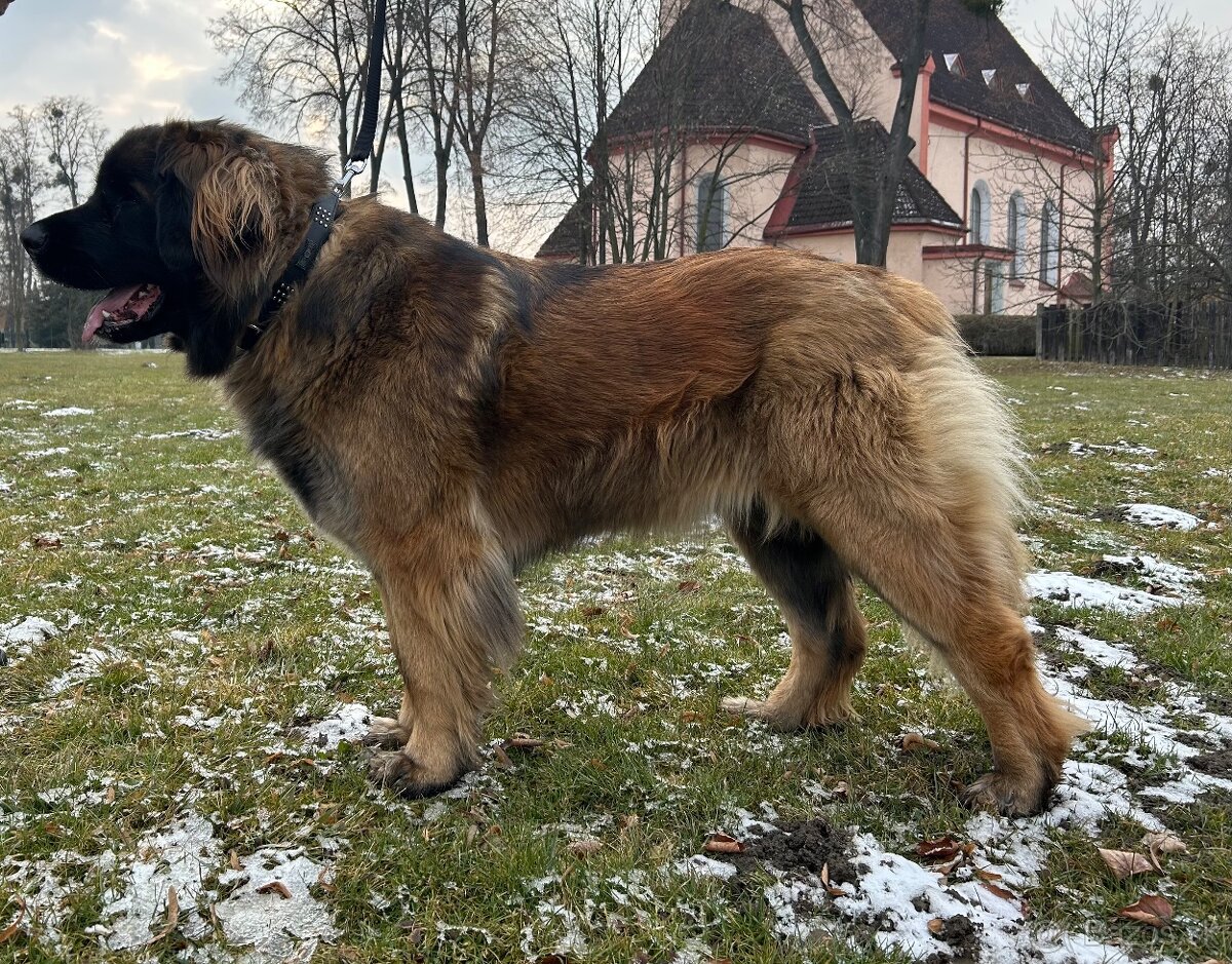 Leonberger - 7