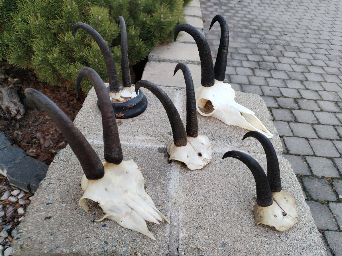 Trofeje kamzikov - 7