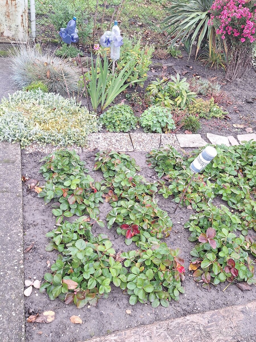 Záhrada Rača/Rendez/ - 7