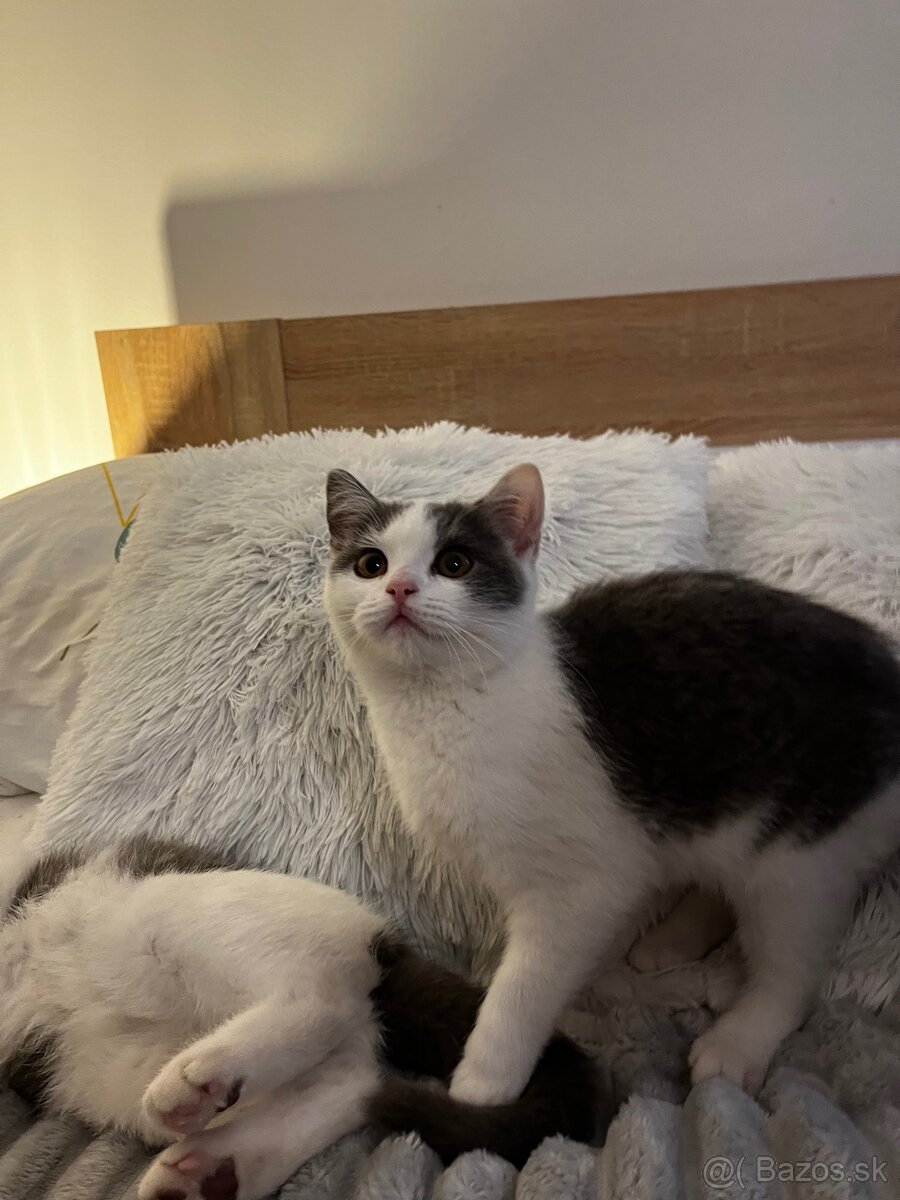 Britské mačiatka - 7