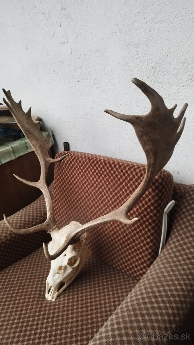 Predám trofej Daniela parožie zhody trofeje. - 7