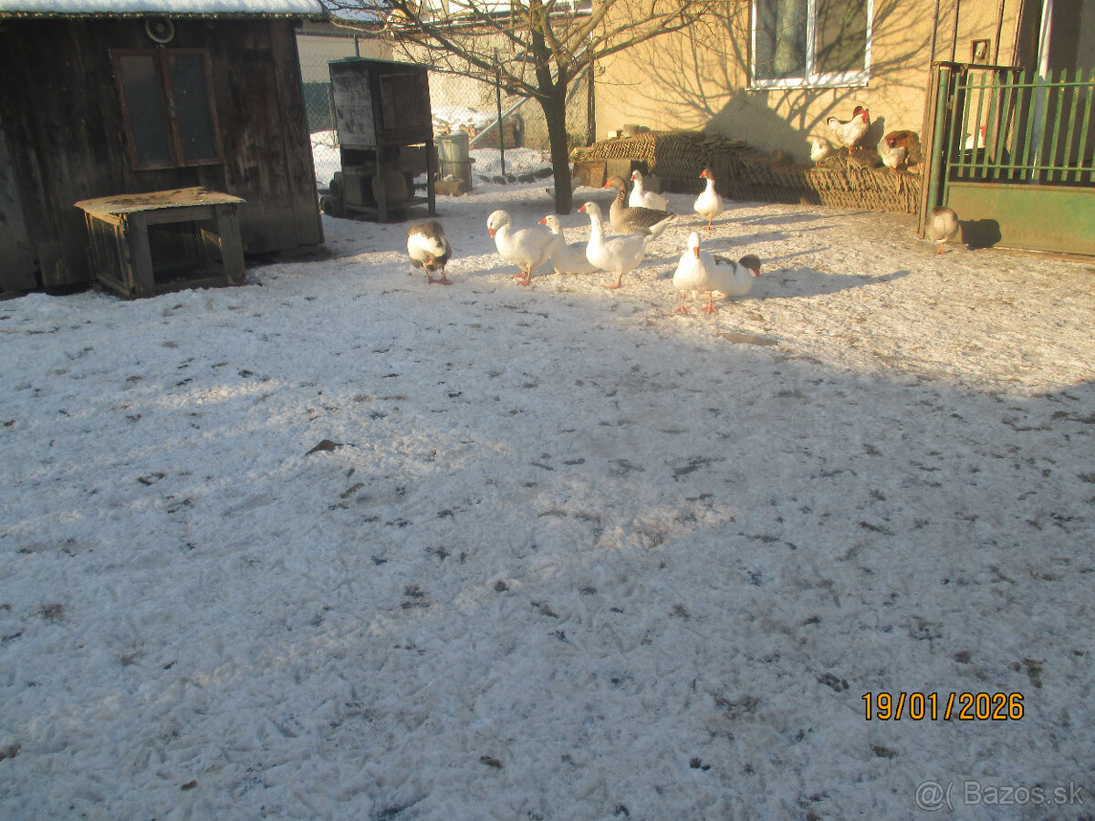 Predaj husí a kačíc - 7