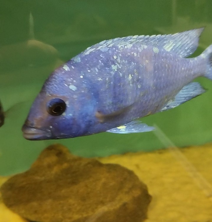 Africké Malawi cichlidy - 7