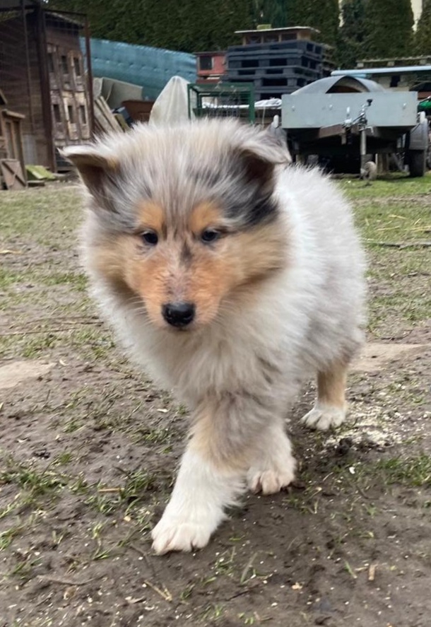 Kolia dlhosrstá - 7