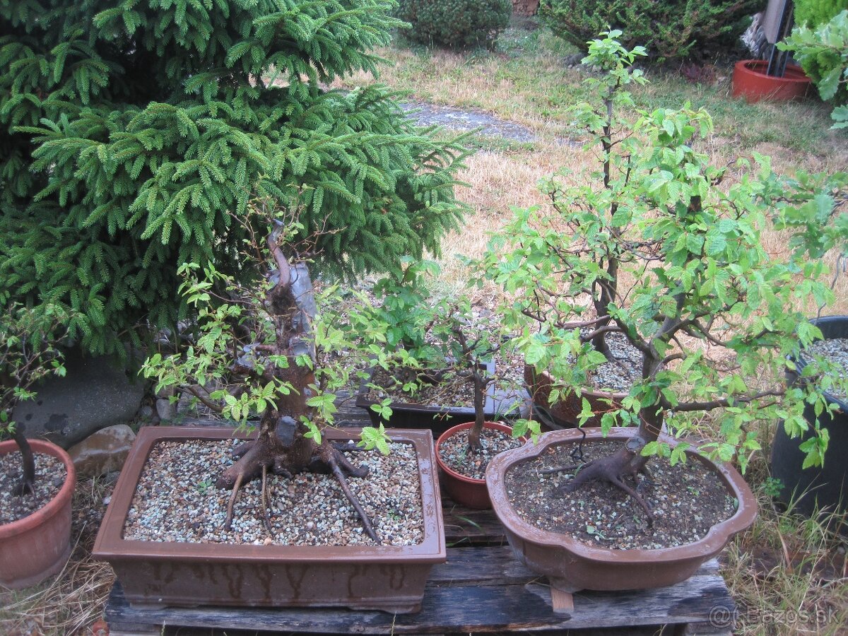 bonsai,bonsaj-hrab 15 - 7