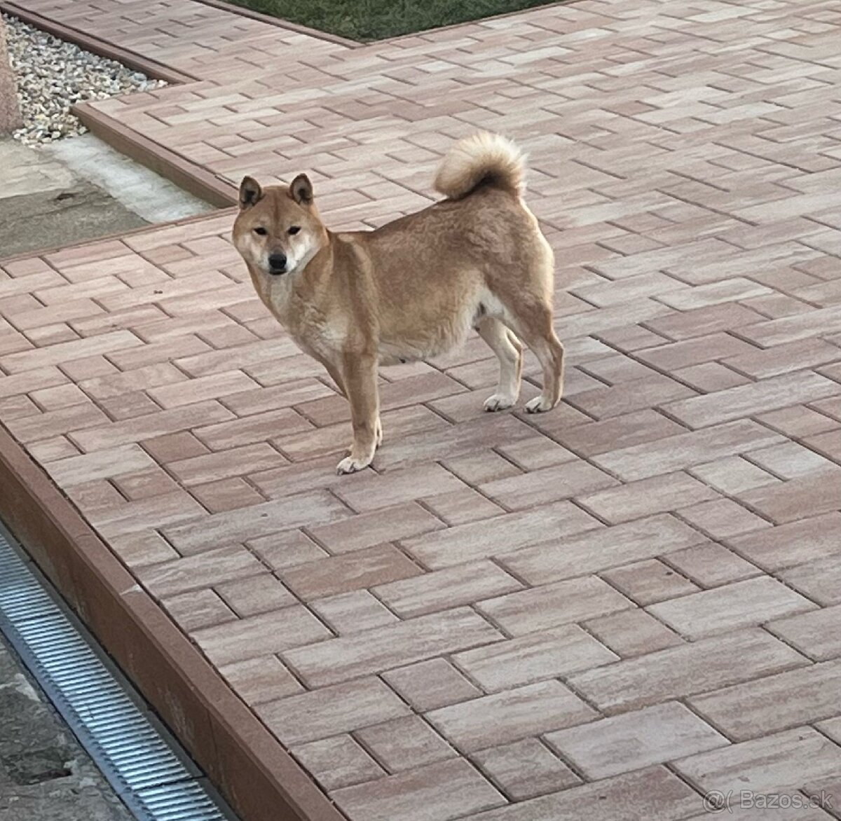 Shiba inu, šiba inu - 7