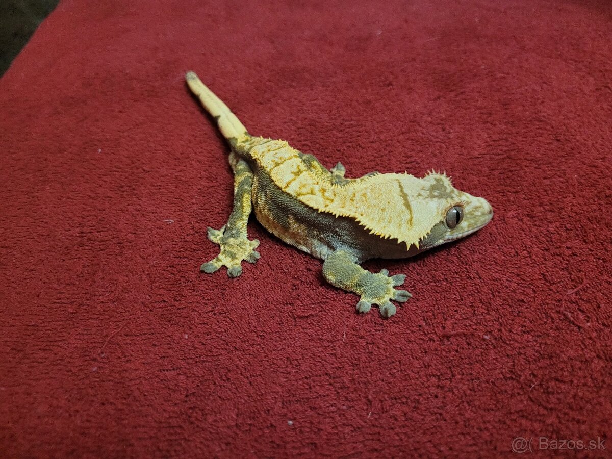 Pagekon riasnaty - 7