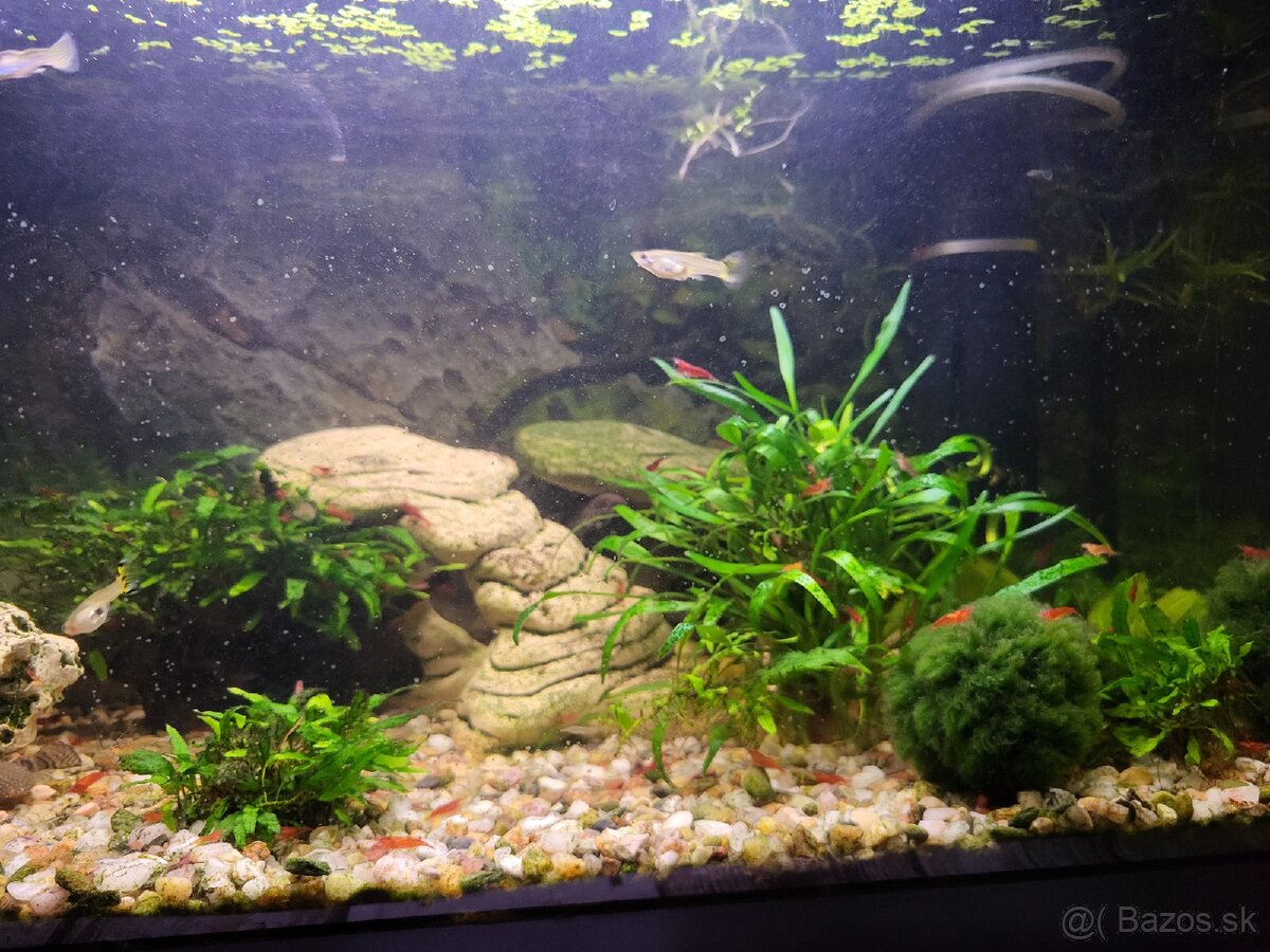 Predám akvária cca 60l - 7