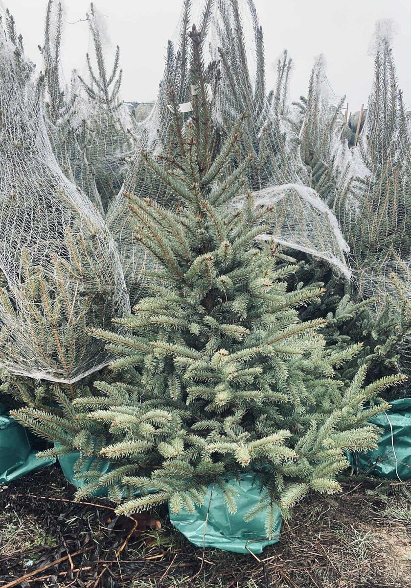 Strieborný smrek v kvetináči 1,20–1,60 Jedľa kaukazská, vian - 7