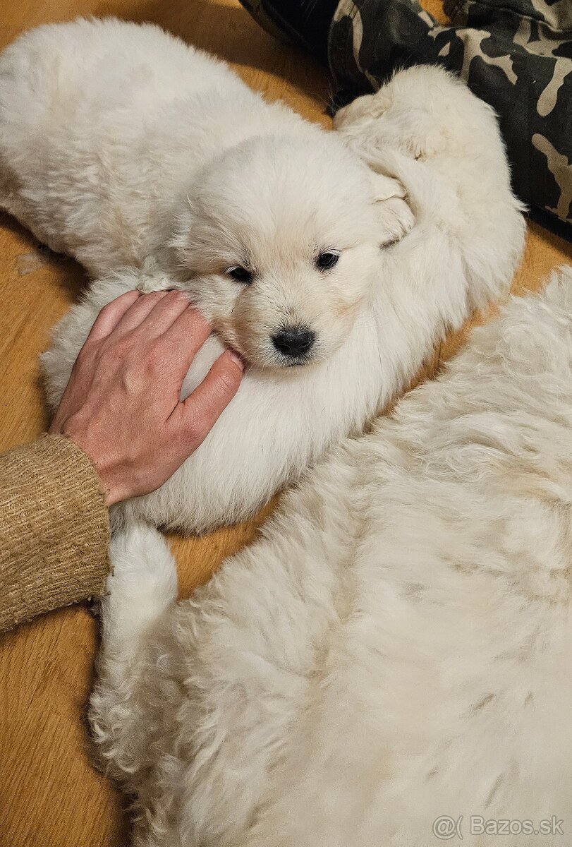 Slovenský čuvač - šteniatka - 7