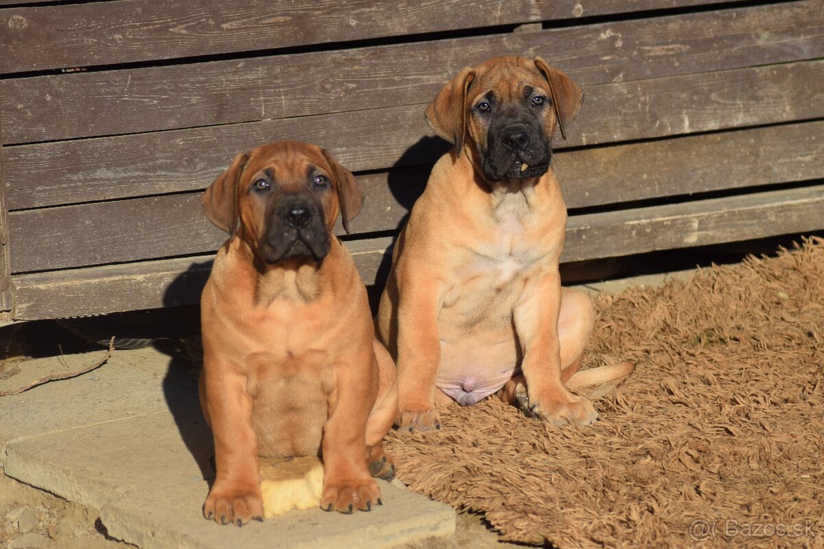 boerboel - SABBS - 4 KLUCI - 7