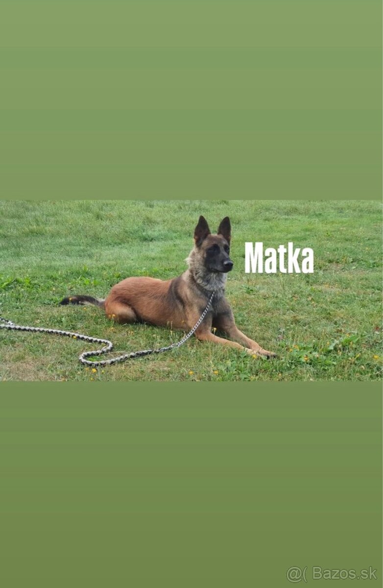 Belgický ovčiak - Malinois - 7