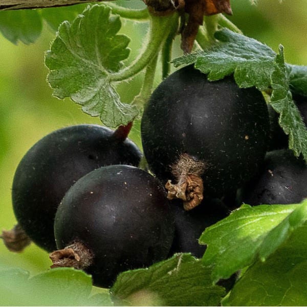 Predám maliny a iné korene a kríky... - 7