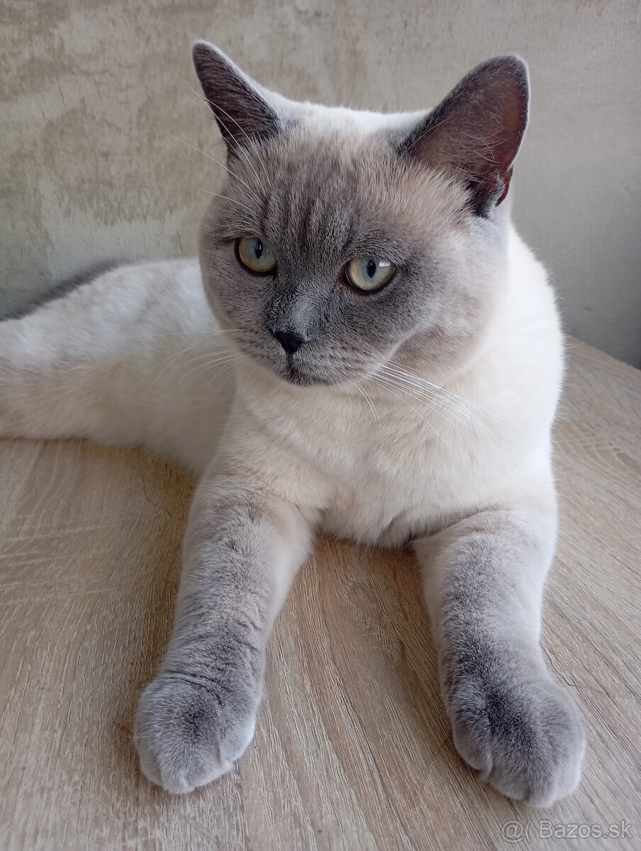 Britský kocúr na krytie - 7