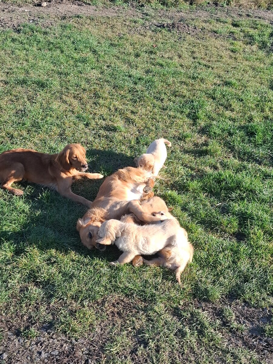 Zlatý retriever - 7