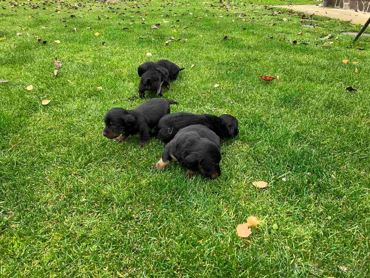 Jazvecik Dlhosrsty - 7