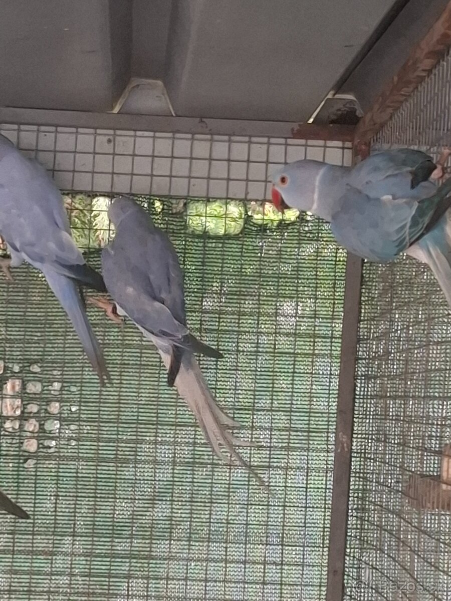 Alexander maly hch - 7