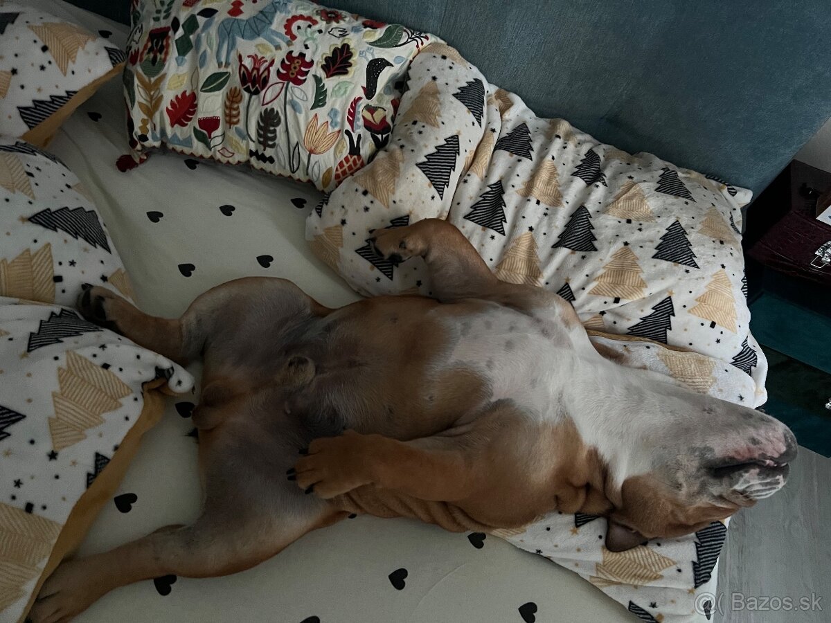 Anglicky Bulldog s PP na KRYTIE, buldog, Buldok , - 7