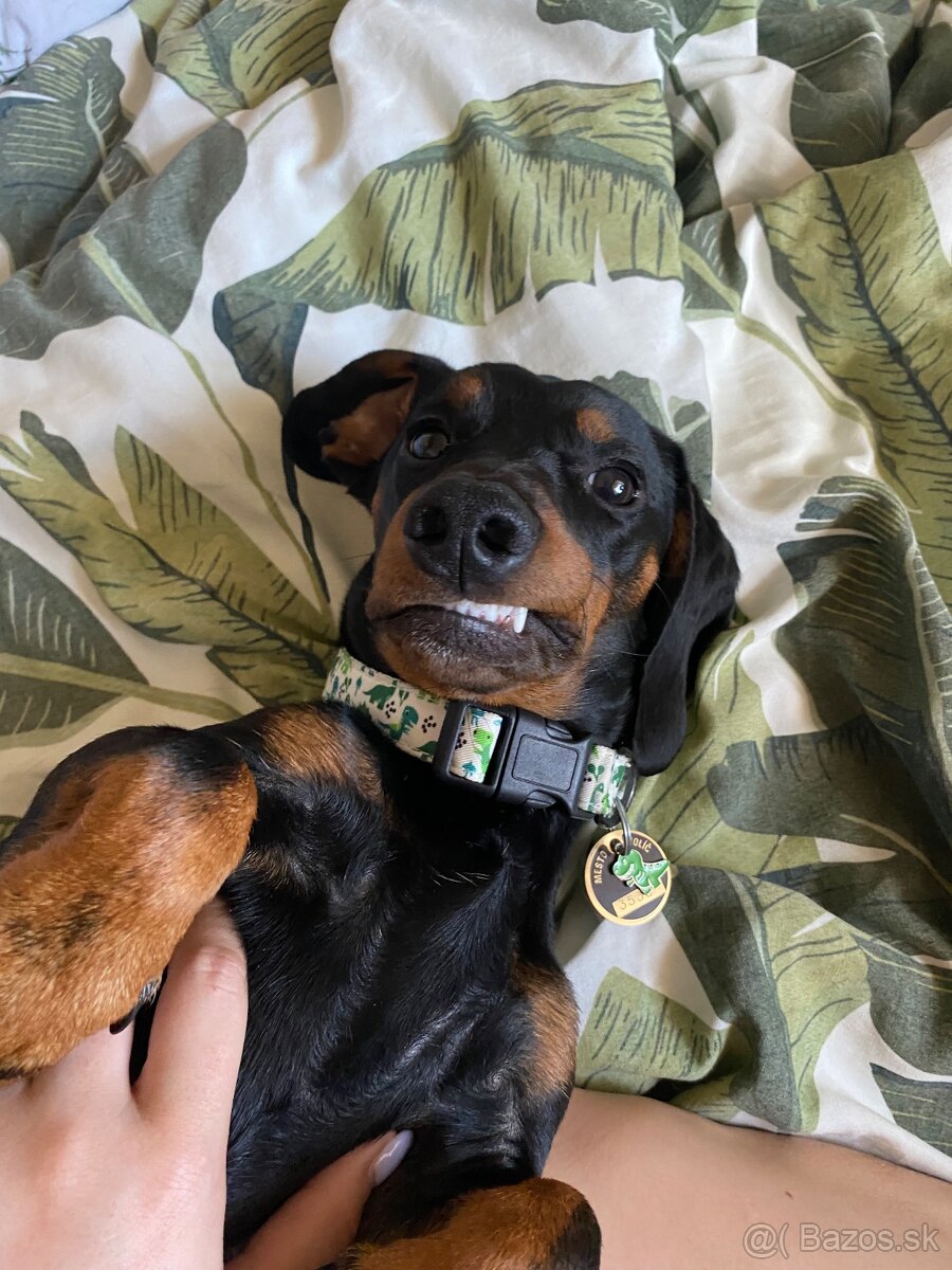 Jazvečík na krytie - 7