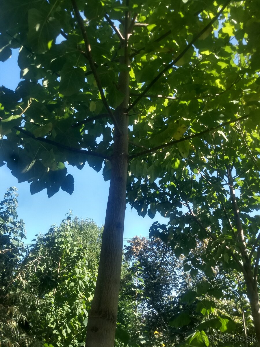 Cisarsky strom Paulownia a Aloe vera - 7