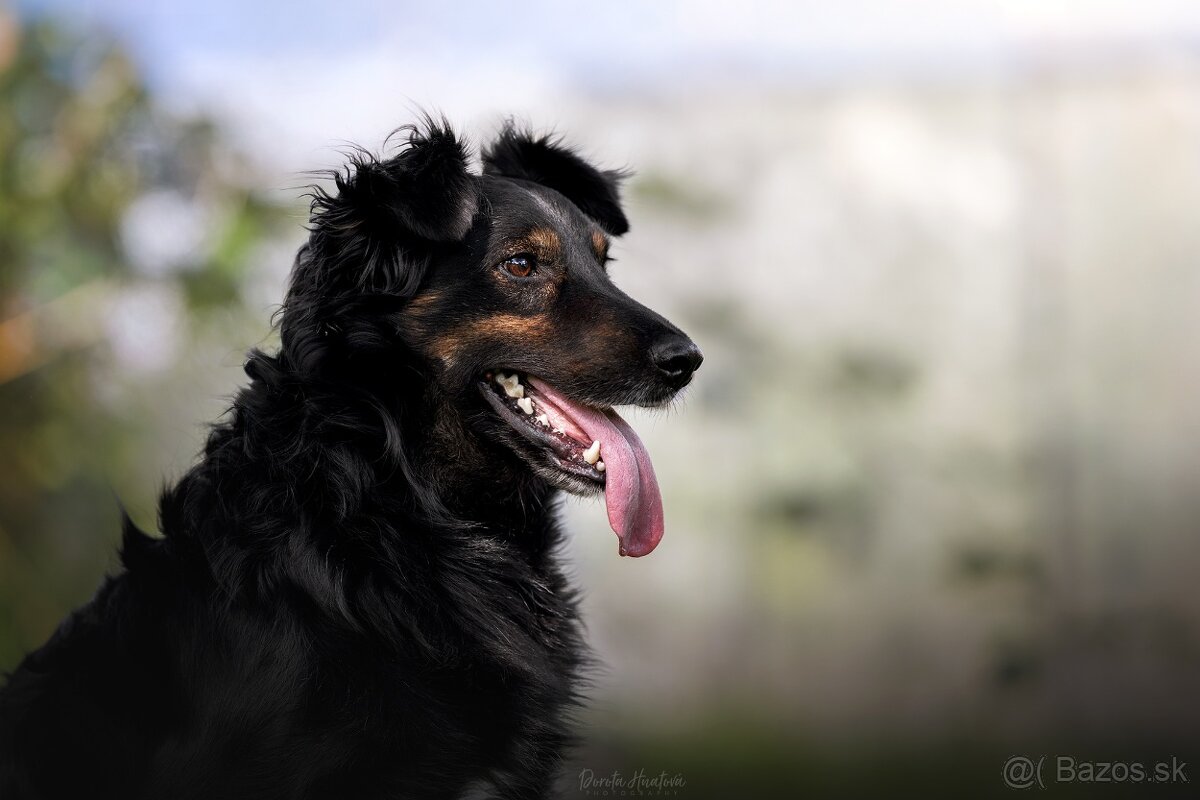 Darujem spoločníka a strážcu Luisa - hrozí návrat do útulku - 7