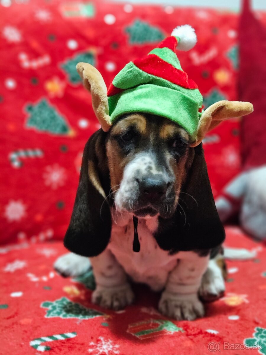 Basset hound , basset , baset - 7