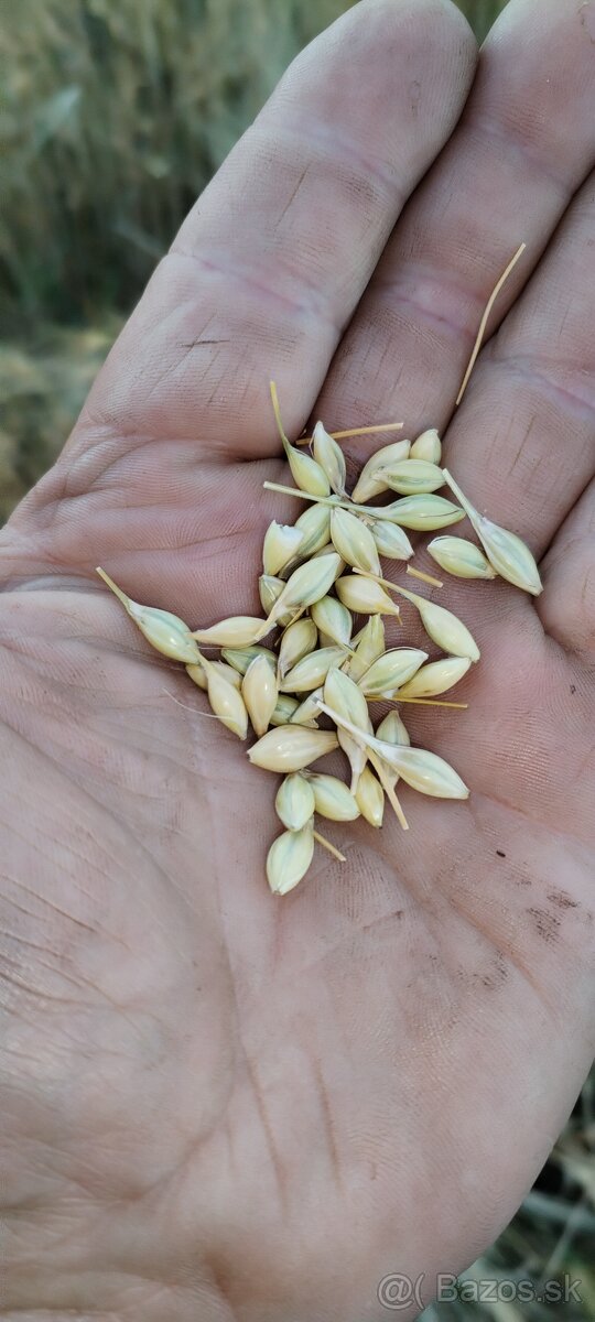 Predam nove domace zemiaky, pšenicu, jačmeň. - 7