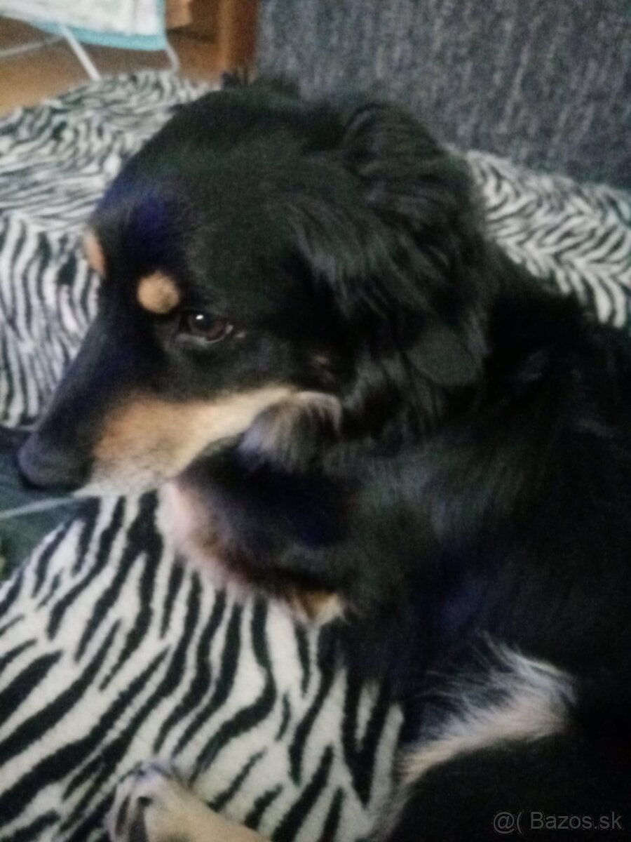 Darujem psíka - 7