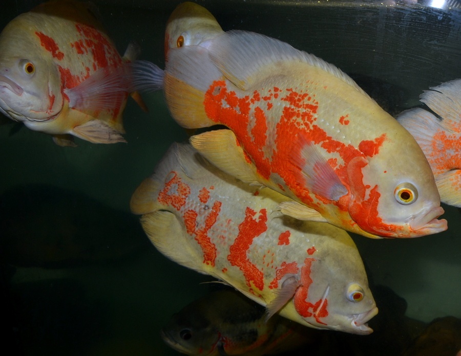 Americké cichlidy - 7