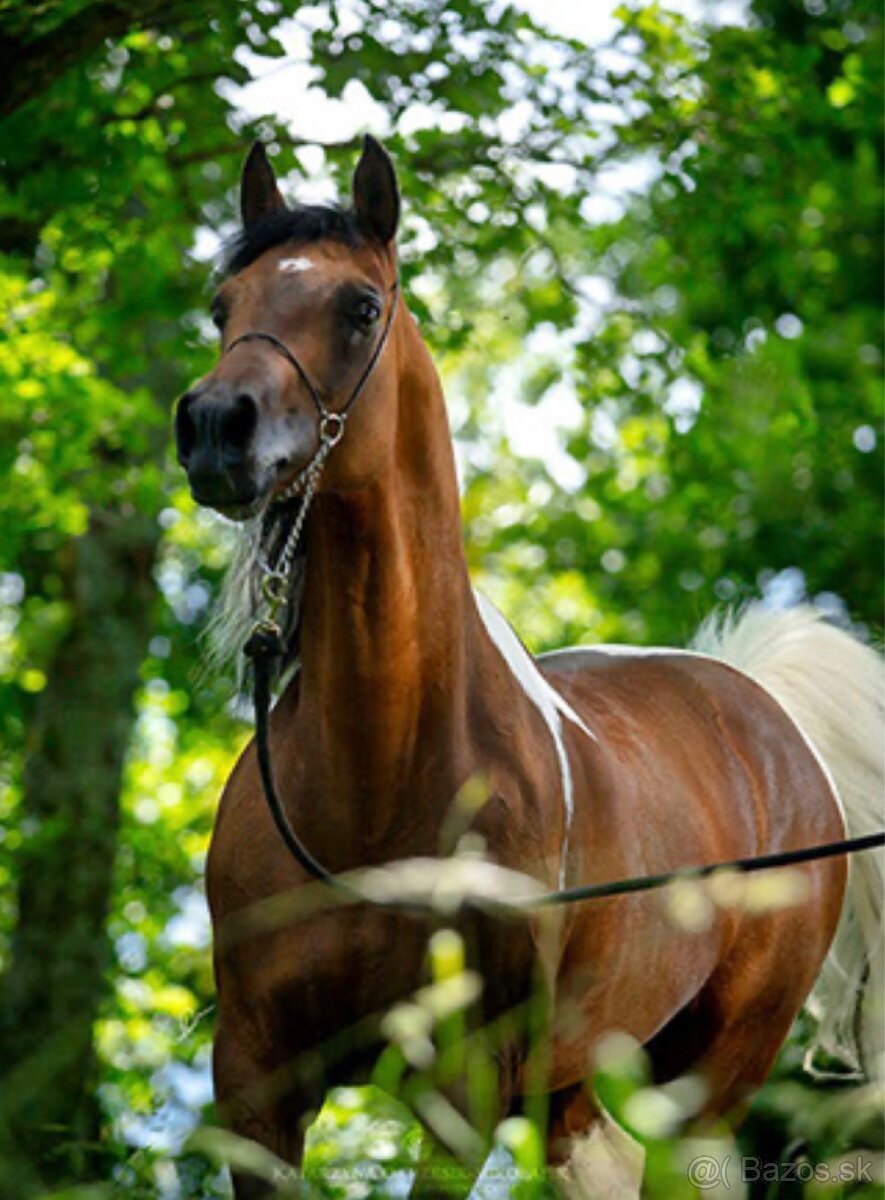 Výnimočná kobylka na predaj - 7