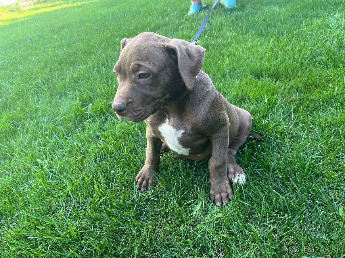 XL american bully puppies🥹 - 7