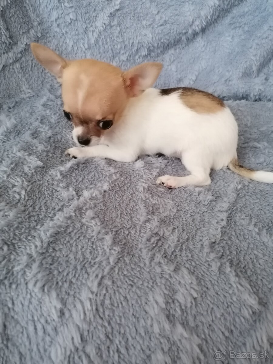 Čivava krátkosrstá - 7