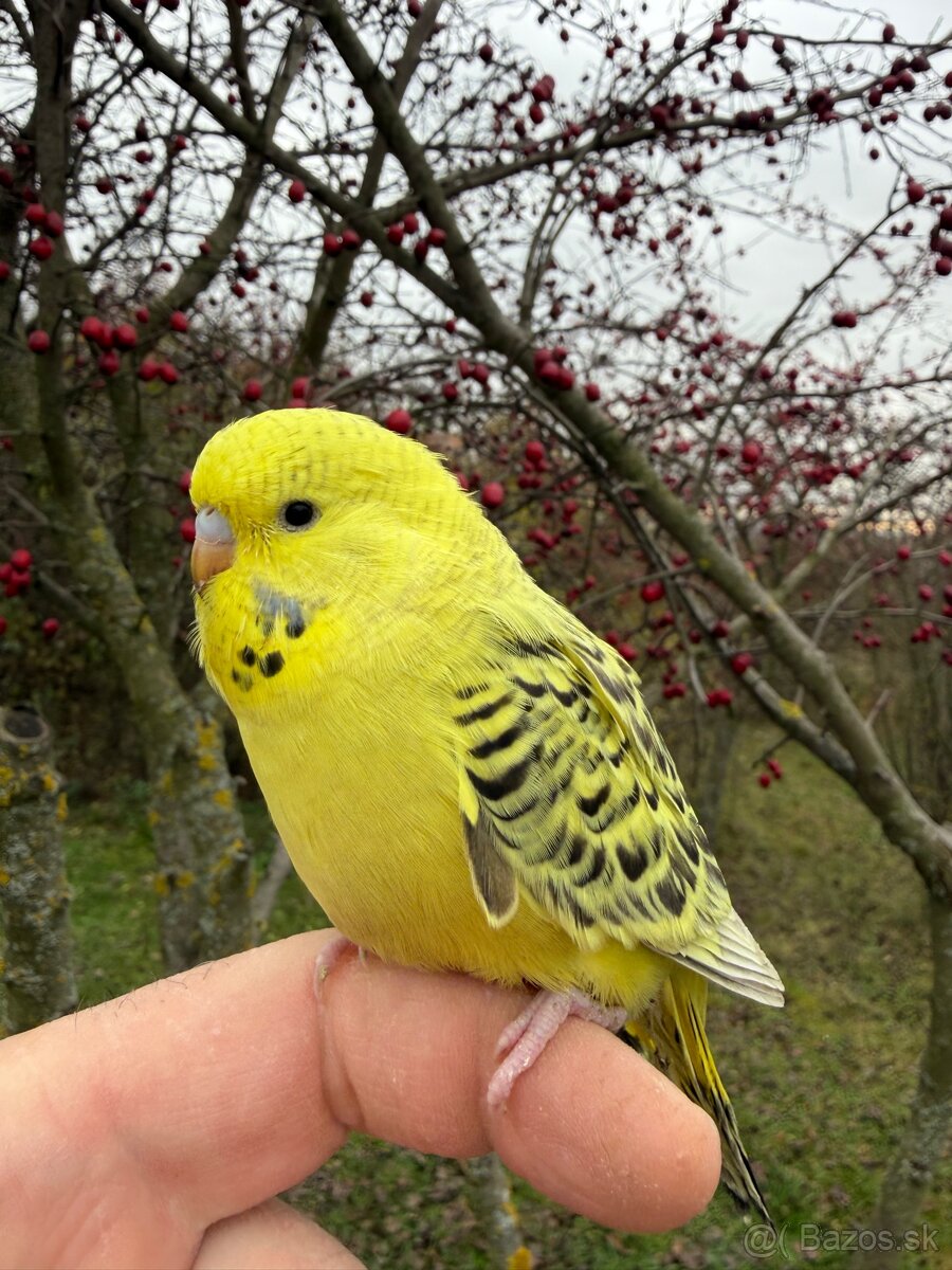 Andulka TCB mlada Maznačik - 7