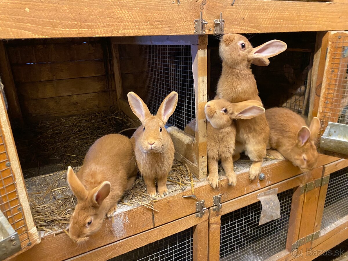 Burgundské králiky - 7
