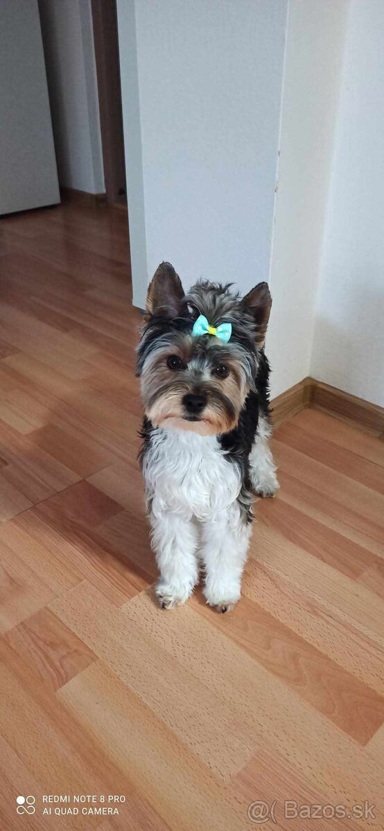 BIEWER YORKSHIRE - 7