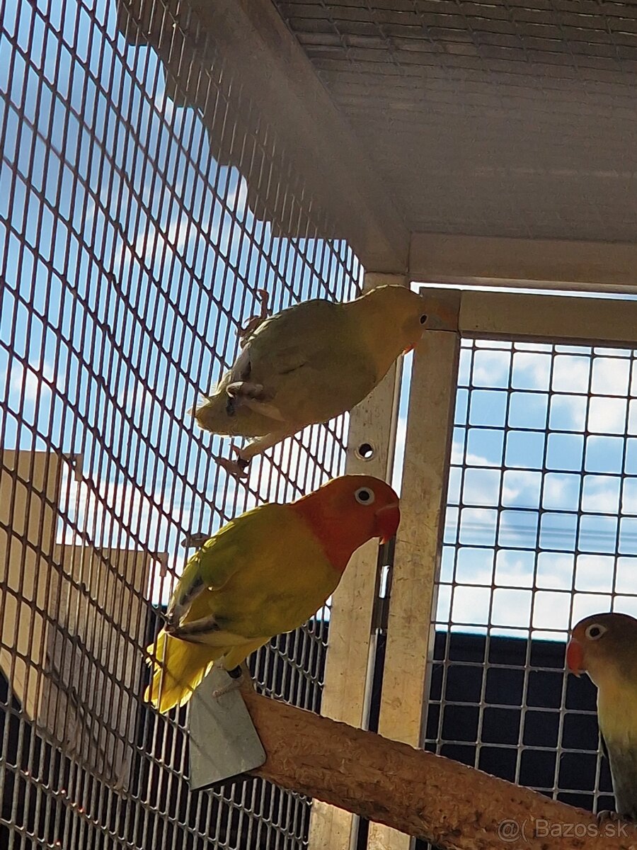 Agapornis fisher - 7