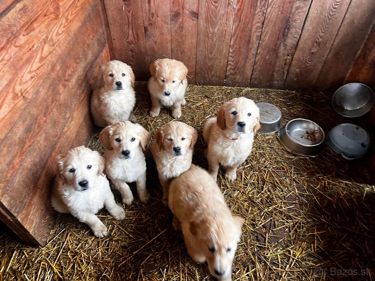 Zlatý retriver šteniatka - 7